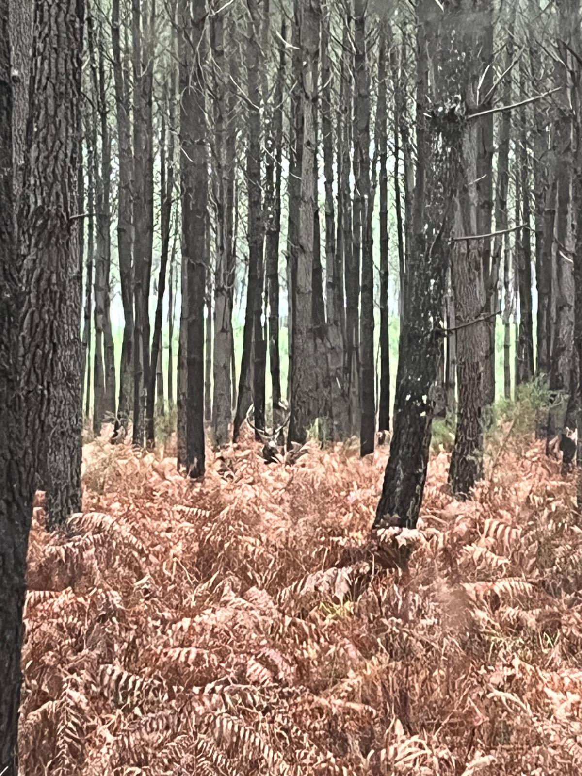 Le roi de la forêt.jpeg